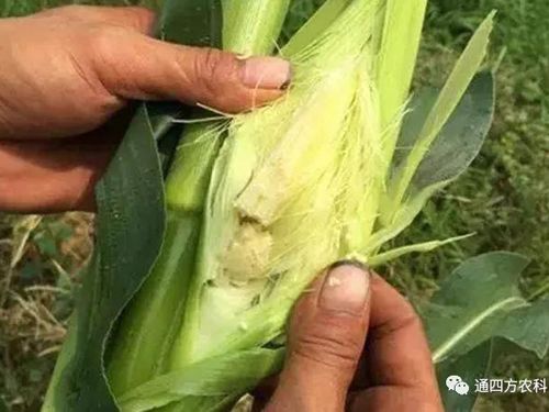 ���׶d���c�՗U��ԭ����