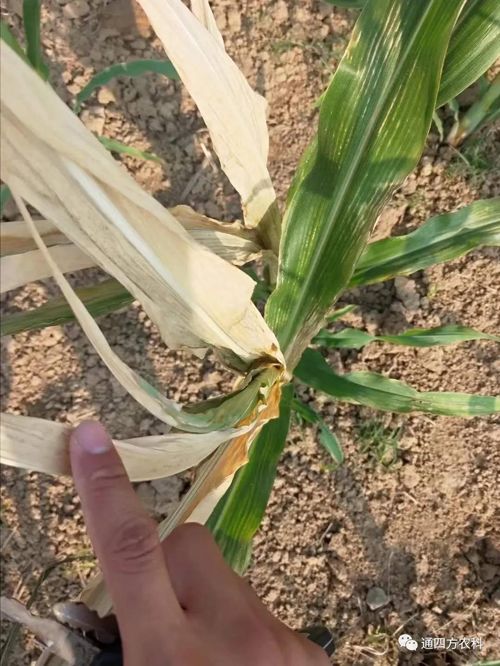 ���쵽����������ģʽ���_������������ɶΣ��������A(y��)����