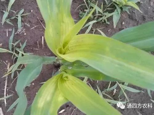 ���הQ����ô�k����ץ�o��Q��Ӱ푮a(ch��n)��!!!